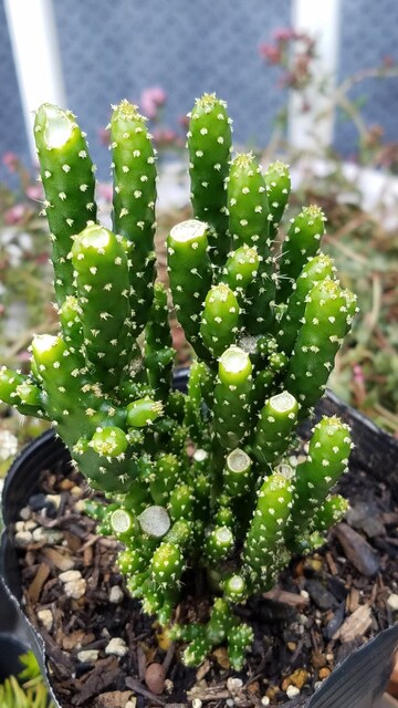 多肉植物セレウス属サボテン科 金獅子 新品 中古のオークション モバオク 多肉植物セレウス属サボテン科 金獅子 新品 中古のオークション モバオク
